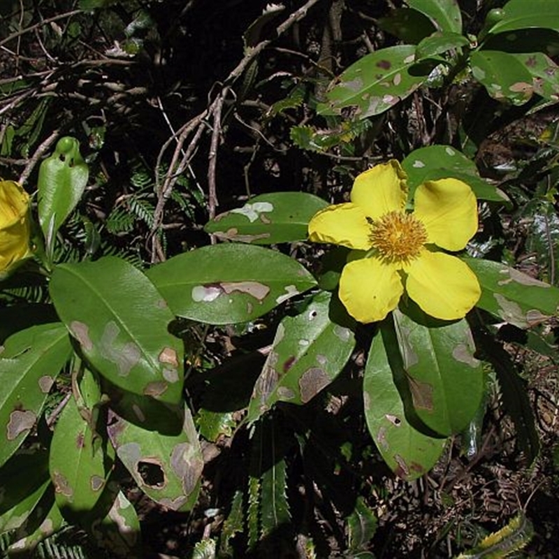 Hibbertia scandens