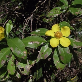 Hibbertia scandens