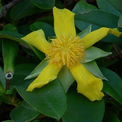 Hibbertia scandens