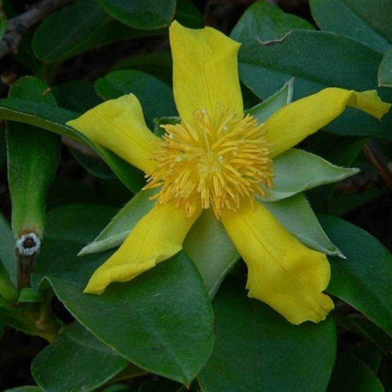 Hibbertia scandens