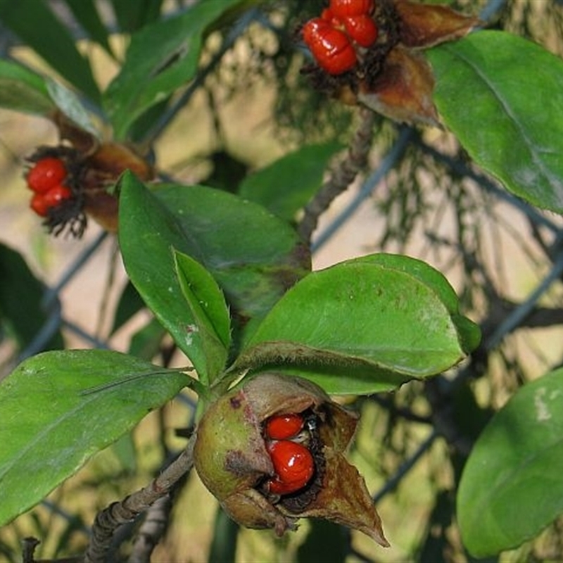 Hibbertia scandens