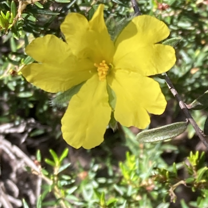 Hibbertia sericea