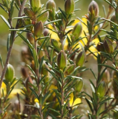 Hibbertia stricta