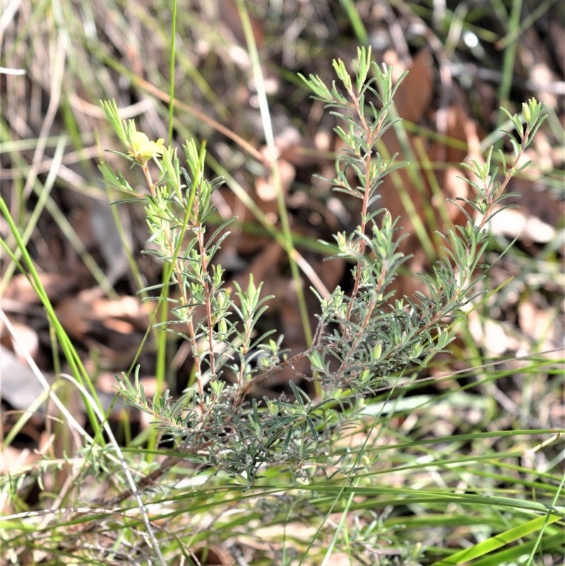 Hibbertia stricta subsp. furcatula