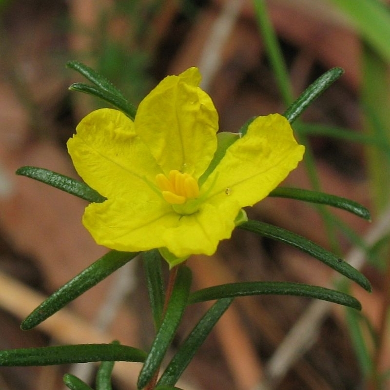 Hibbertia stricta subsp. stricta