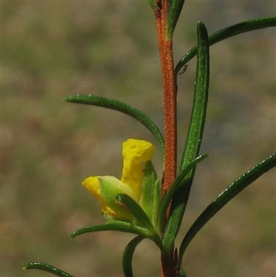 Leaf margins rolled under, plump midrib