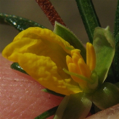 Hibbertia stricta subsp. stricta