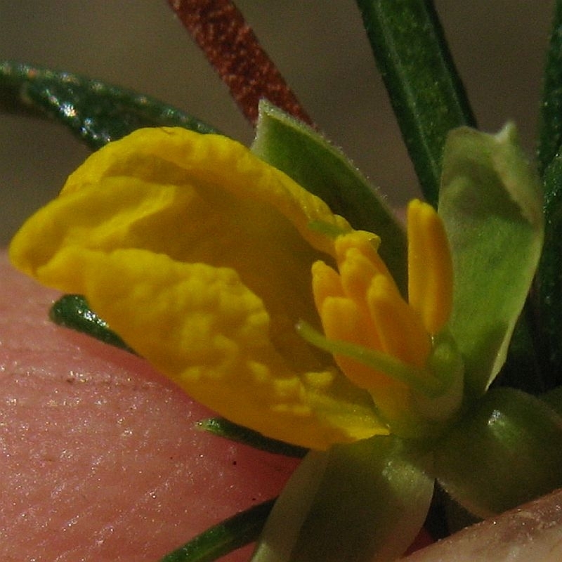 Hibbertia stricta subsp. stricta