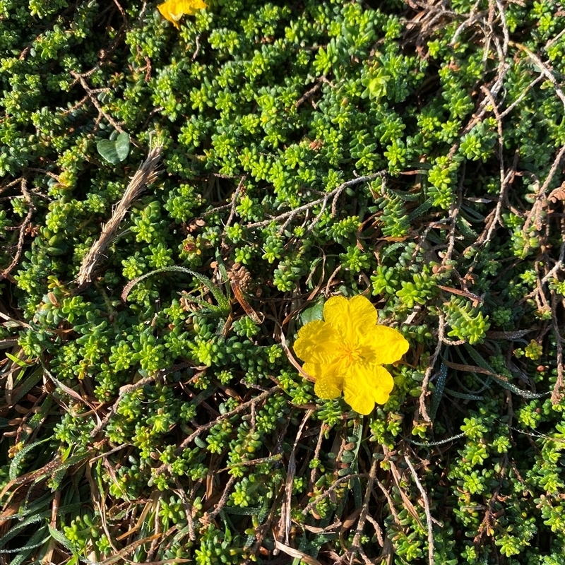 Hibbertia vestita