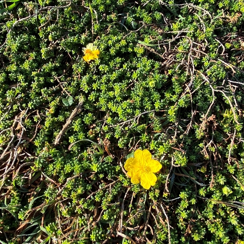 Hibbertia vestita