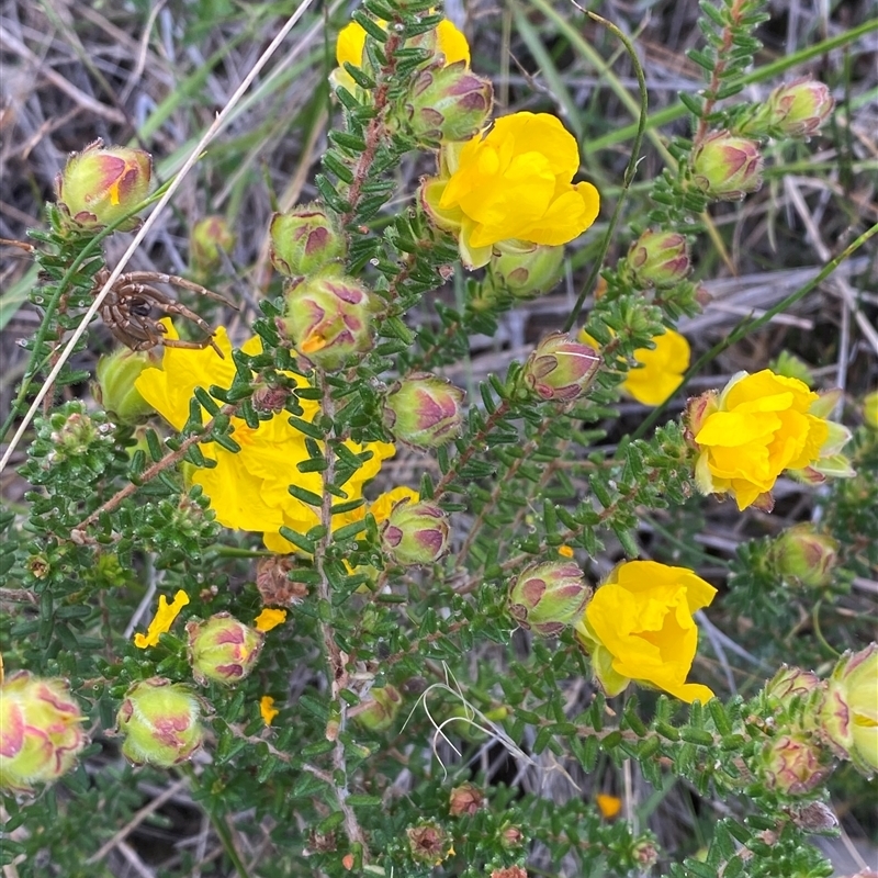 Hibbertia vestita