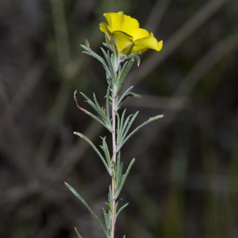 Hibbertia virgata subsp. virgata