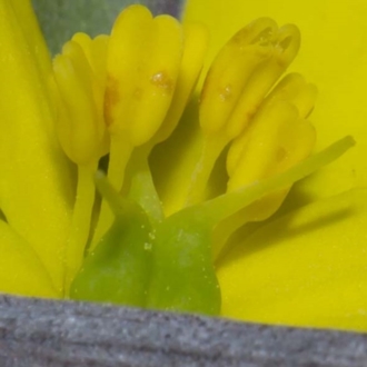 3 hairless carpels, stamens evenly distributed