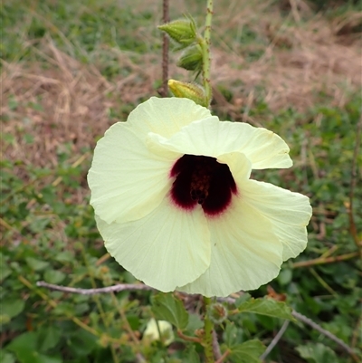 Hibiscus diversifolius