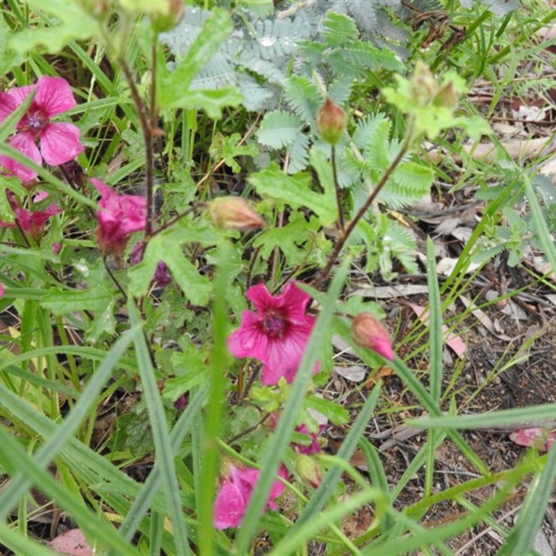 Hibiscus sp.