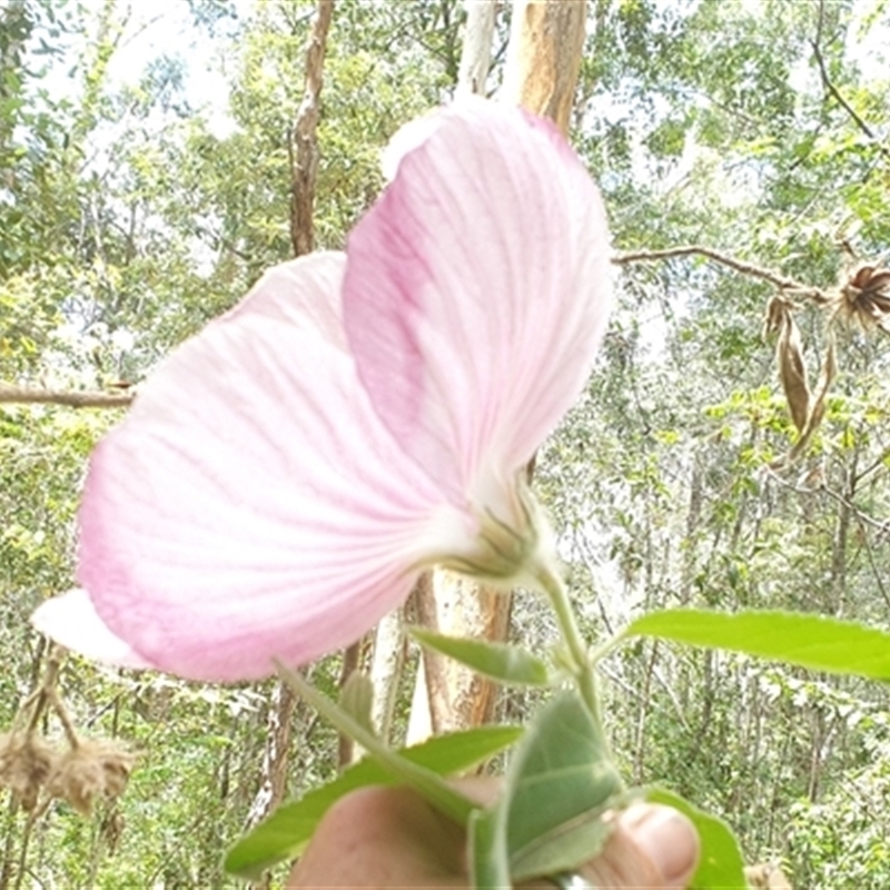 Hibiscus sp.