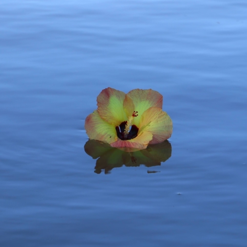 Hibiscus sp.