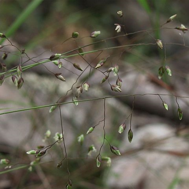 Hierochloe rariflora