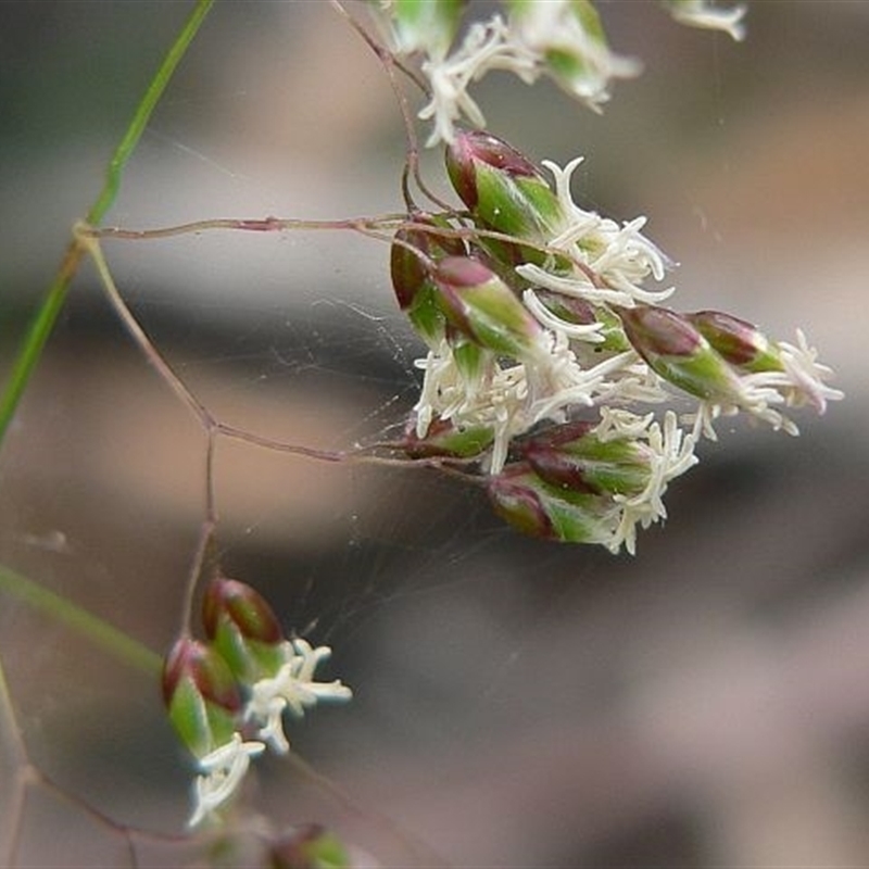 Hierochloe rariflora