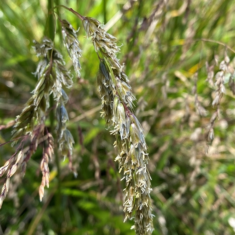 Hierochloe redolens