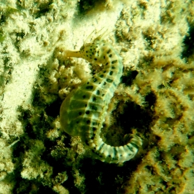 Hippocampus abdominalis