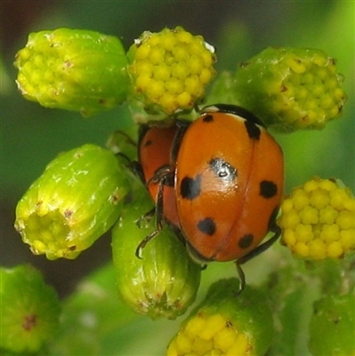 Hippodamia variegata