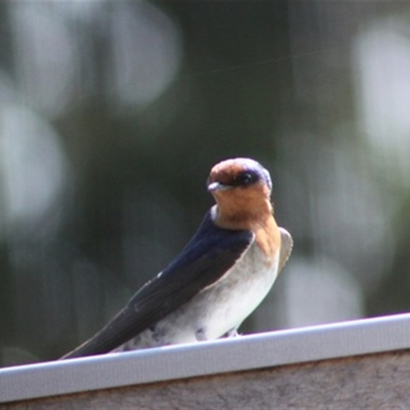 Hirundo neoxena