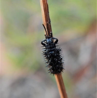 Hispellinus multispinosus