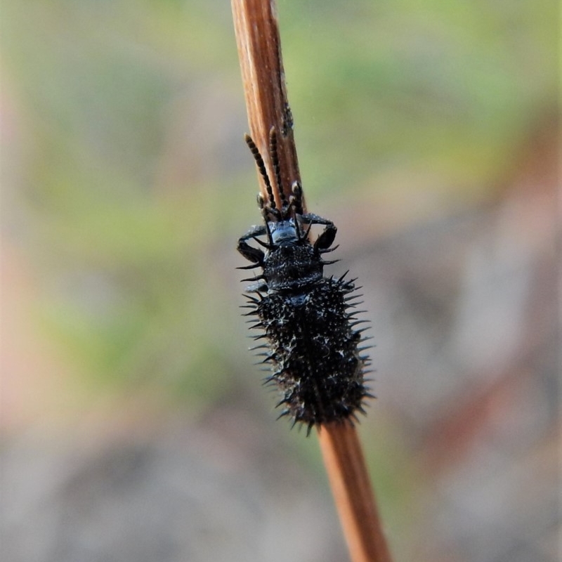 Hispellinus multispinosus