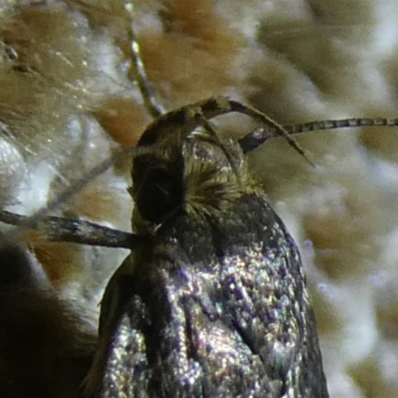 Hofmannophila pseudospretella