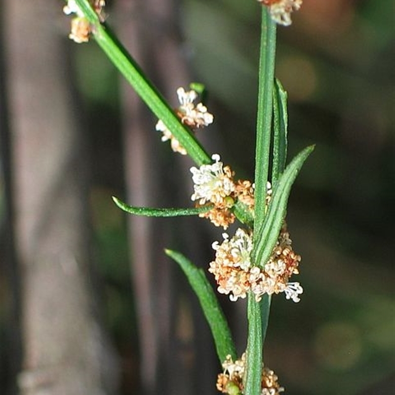 Amperea xiphoclada var. xiphoclada