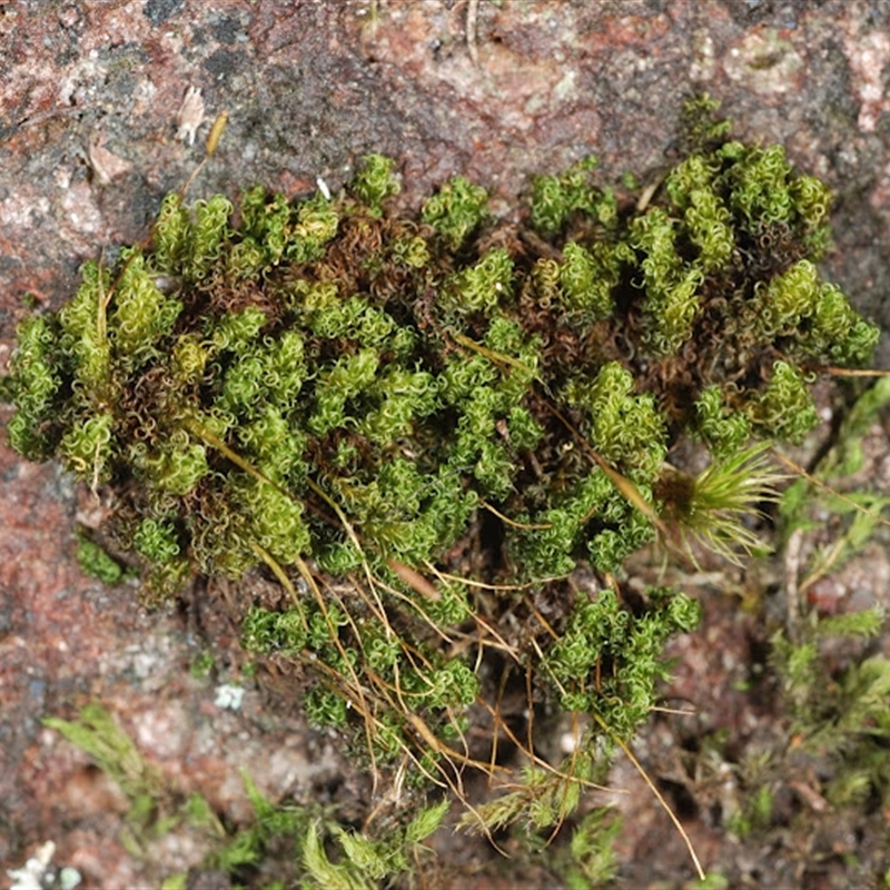 Holomitrium perichaetiale