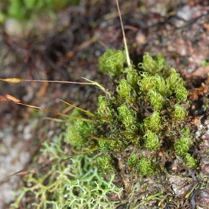 Holomitrium perichaetiale