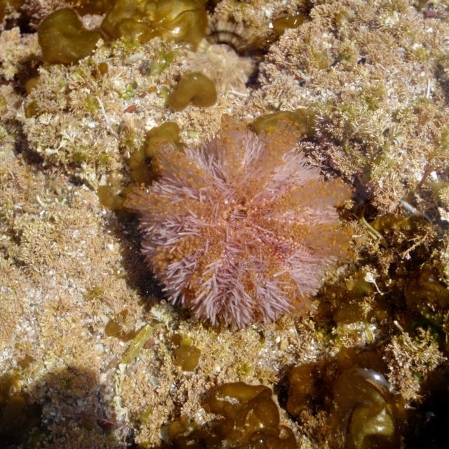 Holopneustes purpurascens (Sea Urchin) - NatureMapr Australia