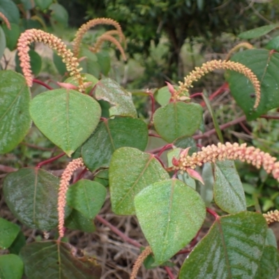 Homalanthus nutans