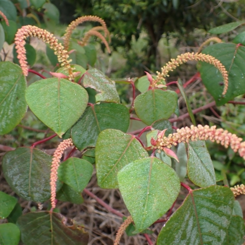 Homalanthus nutans