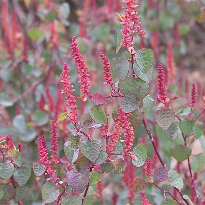 Homalanthus stillingiifolius