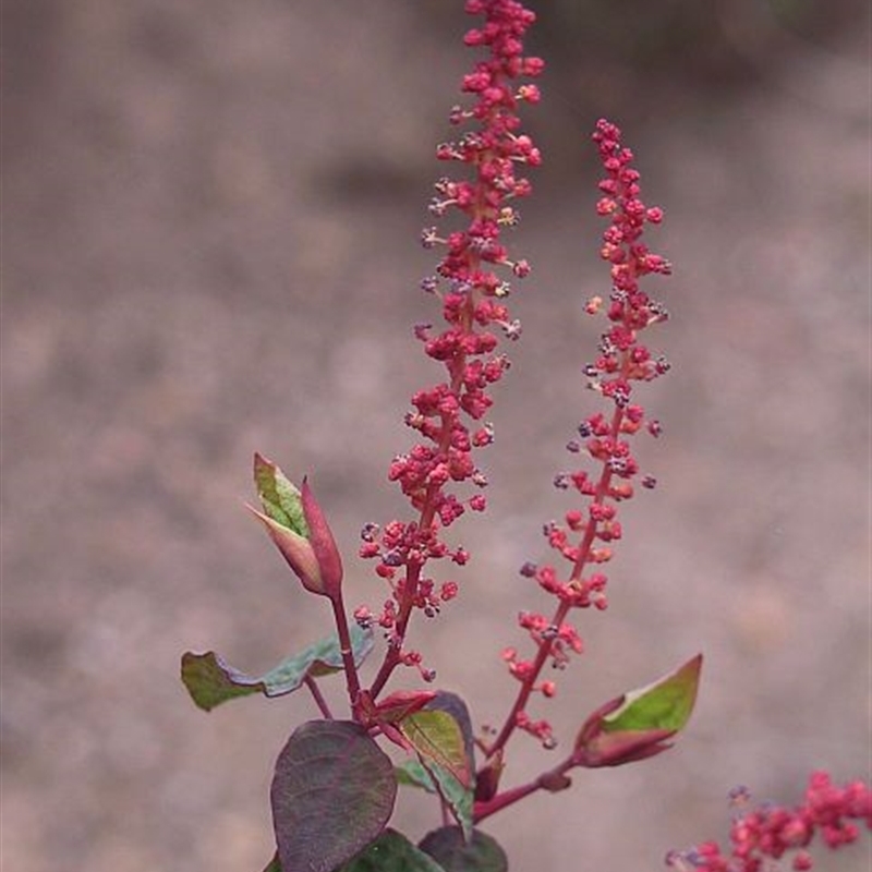 Homalanthus stillingiifolius