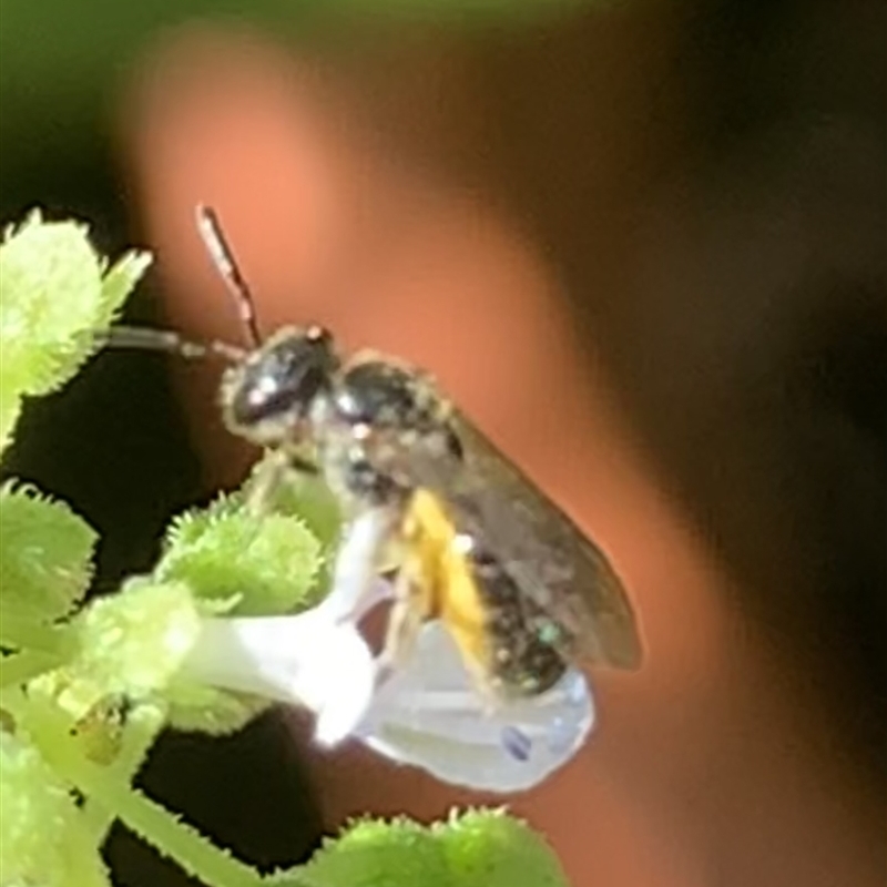 Lasioglossum (Homalictus) sphecodoides