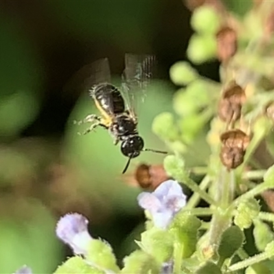 Lasioglossum (Homalictus) sphecodoides