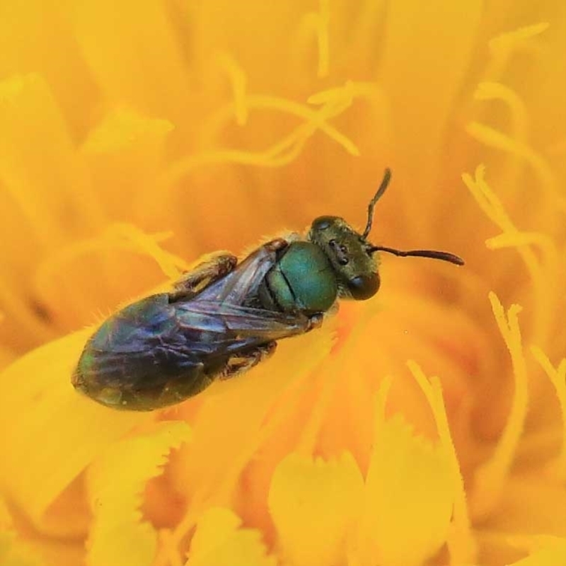 Lasioglossum (Homalictus) urbanum