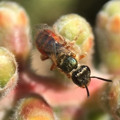 Lasioglossum (Homalictus) punctatus