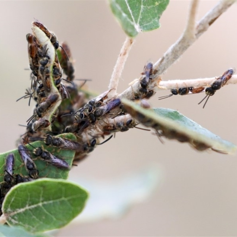 Lasioglossum (Homalictus) punctatum