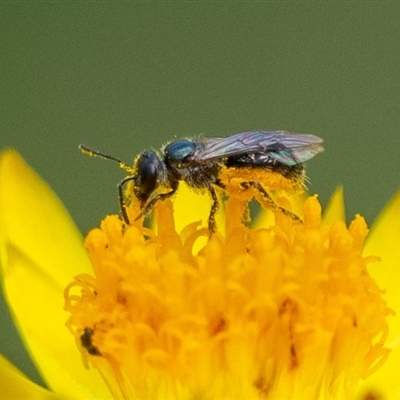 Lasioglossum (Homalictus) sp. (genus & subgenus)