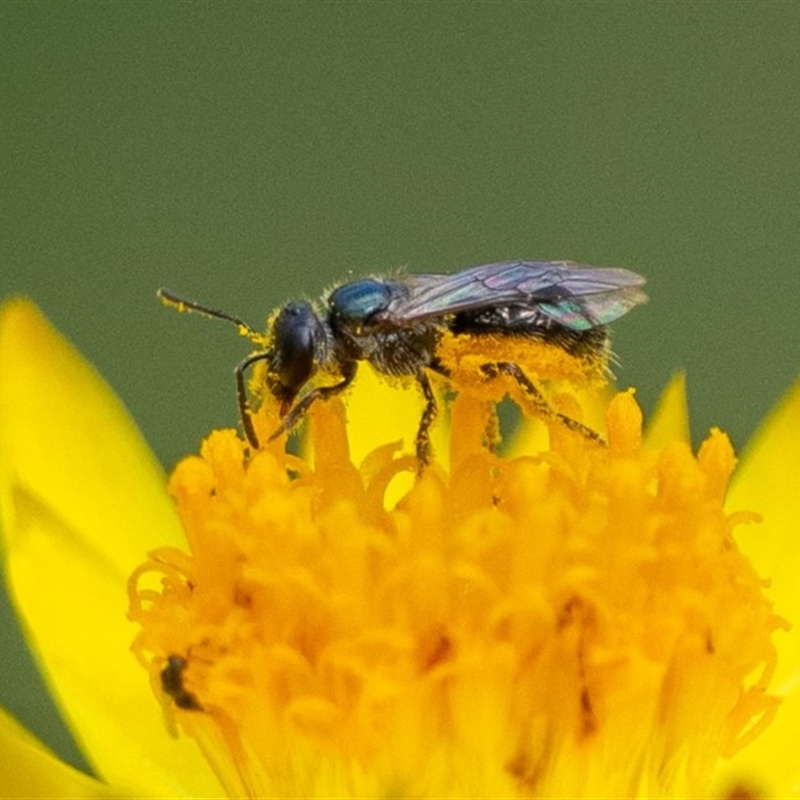 Lasioglossum (Homalictus) sp. (genus & subgenus)