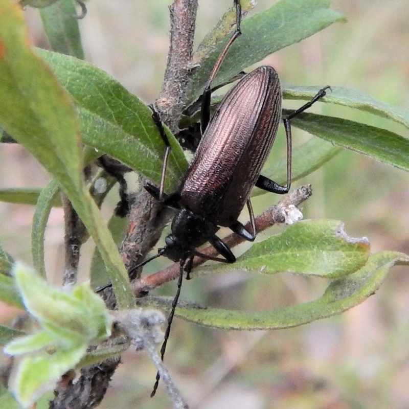 Homotrysis cisteloides