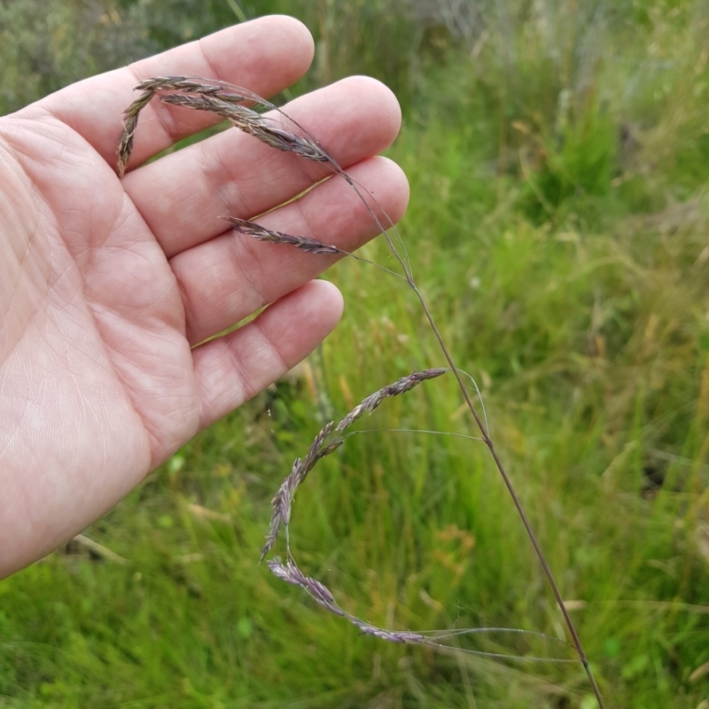 Hookerochloa hookeriana