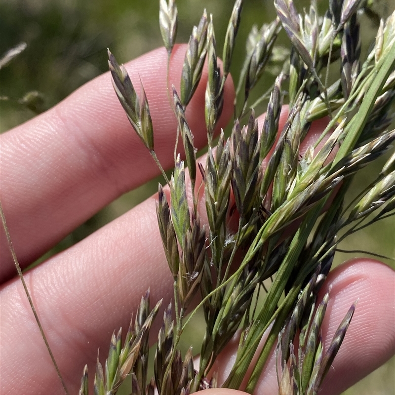 Hookerochloa hookeriana