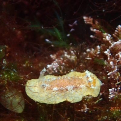 Hoplodoris nodulosa