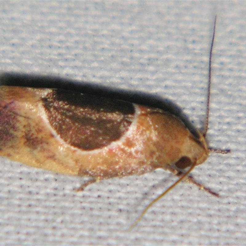 Hoplomorpha abalienella